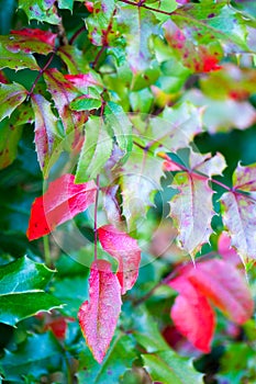 Mahonia aquifolium photo